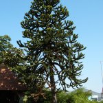 p1000746