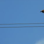 dsc_1833